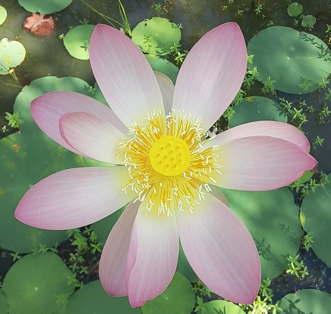 Farm to Market Water Lilies — Buy Lotus Water Lilies Online